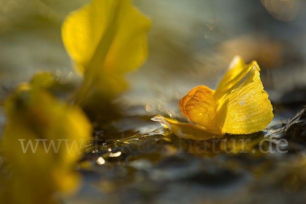 Verkannter Wasserschlauch (Utricularia australis)