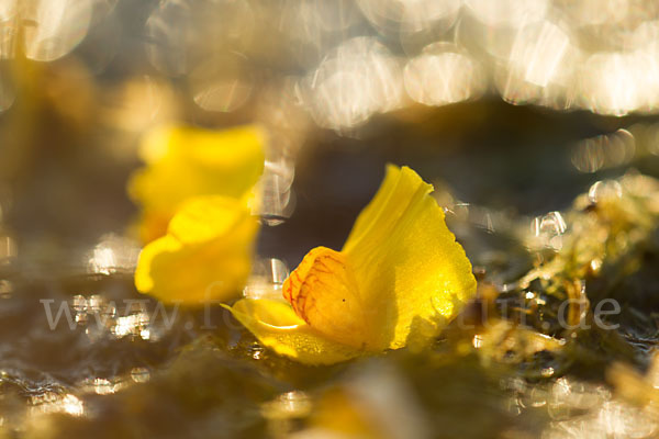 Verkannter Wasserschlauch (Utricularia australis)