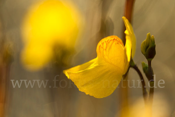 Verkannter Wasserschlauch (Utricularia australis)