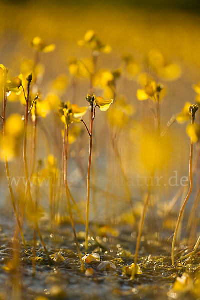 Verkannter Wasserschlauch (Utricularia australis)