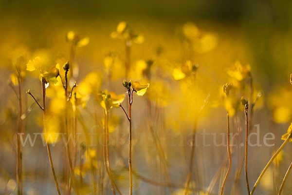 Verkannter Wasserschlauch (Utricularia australis)