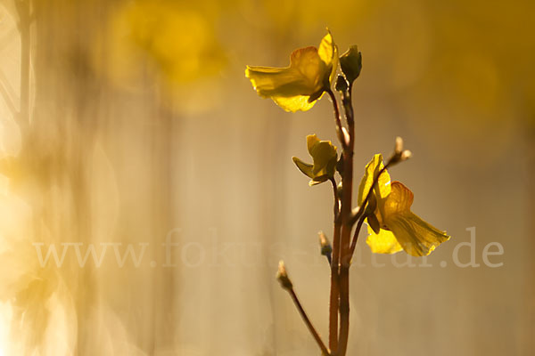 Verkannter Wasserschlauch (Utricularia australis)