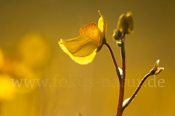 Verkannter Wasserschlauch (Utricularia australis)