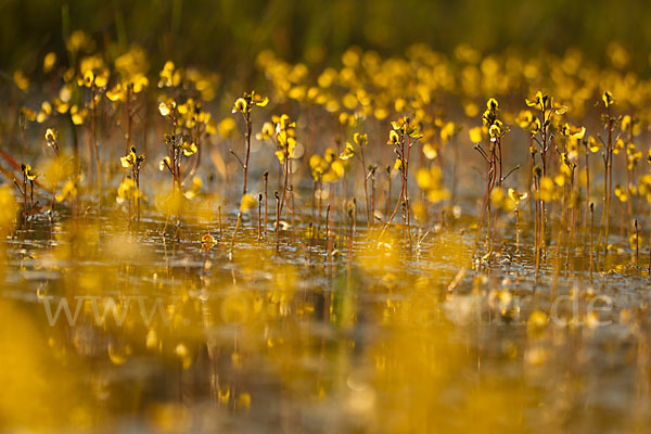 Verkannter Wasserschlauch (Utricularia australis)