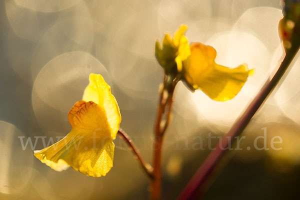 Verkannter Wasserschlauch (Utricularia australis)