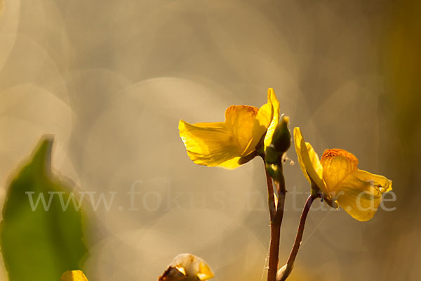 Verkannter Wasserschlauch (Utricularia australis)