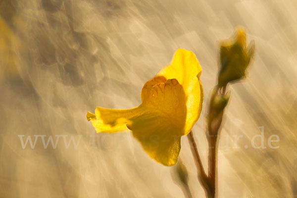 Verkannter Wasserschlauch (Utricularia australis)