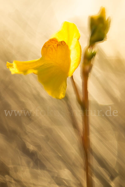 Verkannter Wasserschlauch (Utricularia australis)