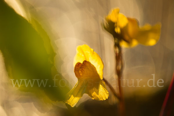 Verkannter Wasserschlauch (Utricularia australis)