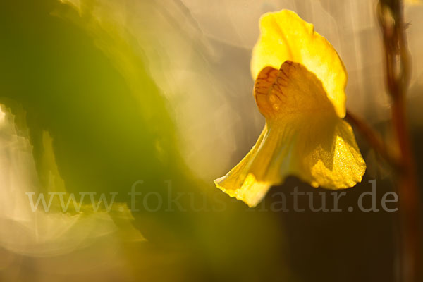 Verkannter Wasserschlauch (Utricularia australis)