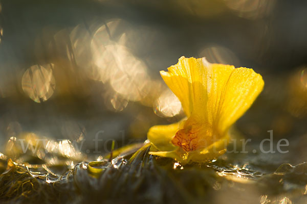 Verkannter Wasserschlauch (Utricularia australis)