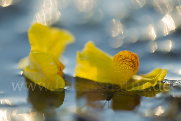 Verkannter Wasserschlauch (Utricularia australis)