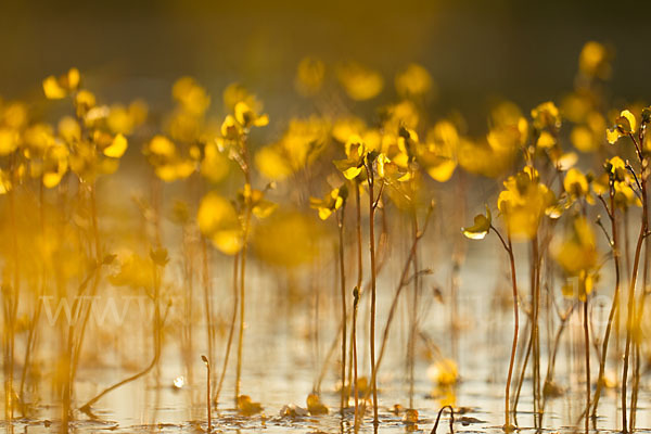 Verkannter Wasserschlauch (Utricularia australis)