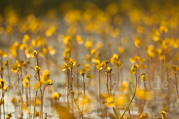 Verkannter Wasserschlauch (Utricularia australis)