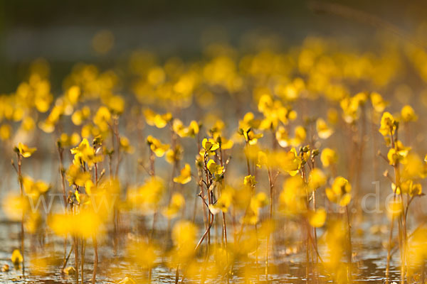 Verkannter Wasserschlauch (Utricularia australis)