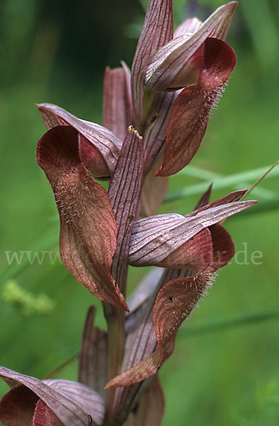 Verkannter Zungenstendel (Serapias neglecta)