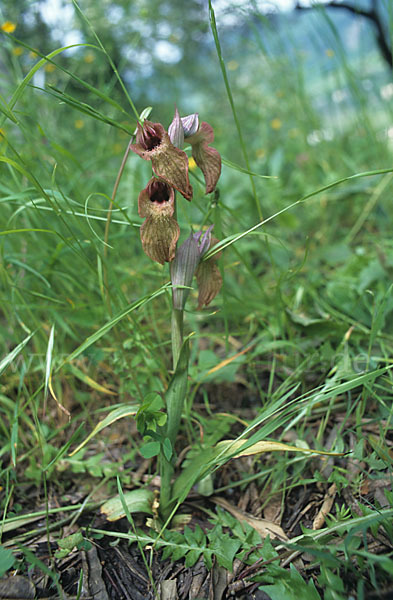 Verkannter Zungenstendel (Serapias neglecta)