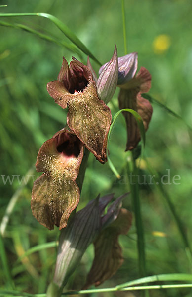 Verkannter Zungenstendel (Serapias neglecta)