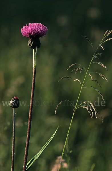 Verschiedenblättrige Kratzdistel (Cirsium heterophyllum)