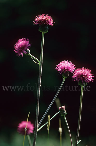 Verschiedenblättrige Kratzdistel (Cirsium heterophyllum)