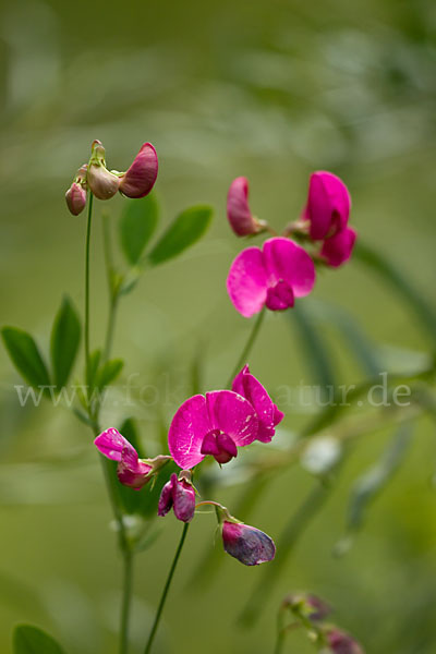 Verschiedenblättrige Platterbse (Lathyrus heterophyllus)