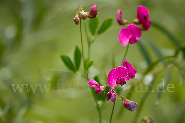 Verschiedenblättrige Platterbse (Lathyrus heterophyllus)