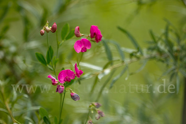 Verschiedenblättrige Platterbse (Lathyrus heterophyllus)