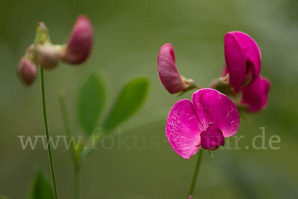 Verschiedenblättrige Platterbse (Lathyrus heterophyllus)