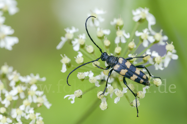 Vierbindiger Schmalbock (Leptura quadrifasciata)