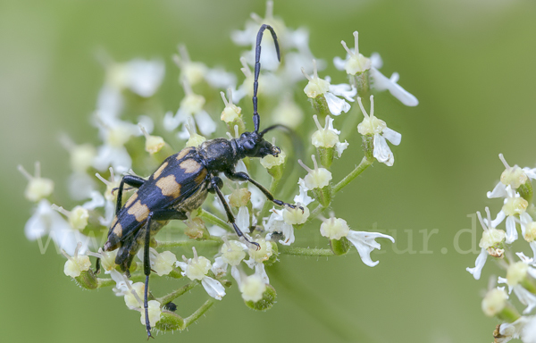 Vierbindiger Schmalbock (Leptura quadrifasciata)