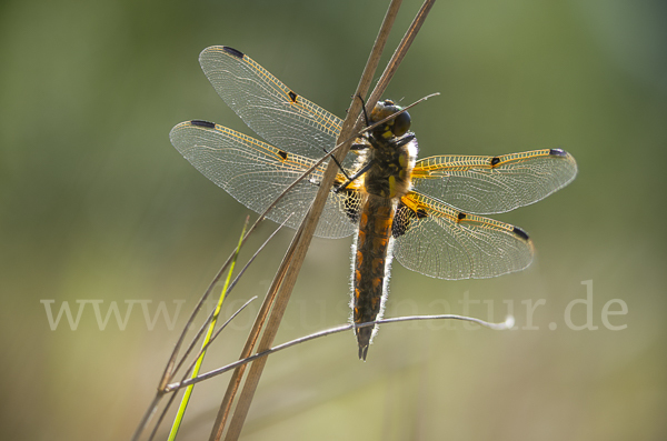 Vierfleck (Libellula quadrimaculata)