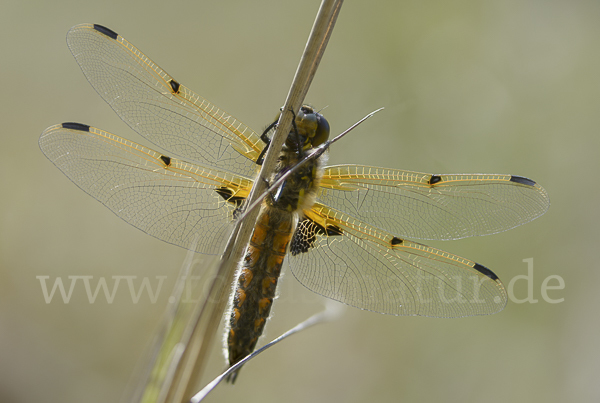 Vierfleck (Libellula quadrimaculata)