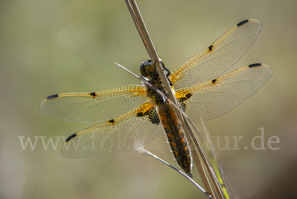 Vierfleck (Libellula quadrimaculata)