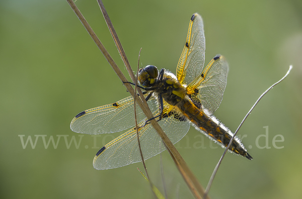 Vierfleck (Libellula quadrimaculata)