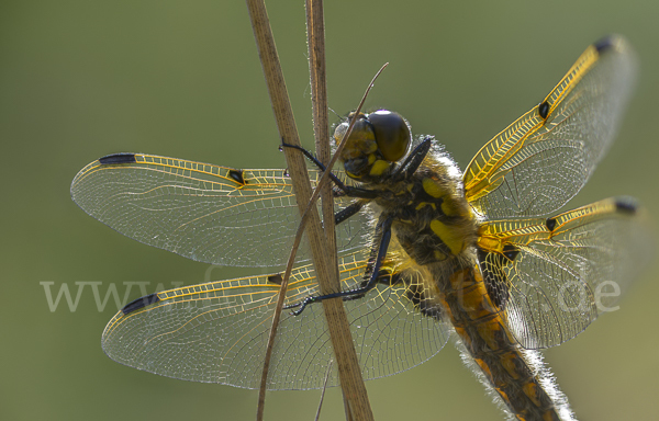 Vierfleck (Libellula quadrimaculata)