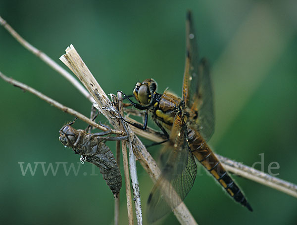 Vierfleck (Libellula quadrimaculata)