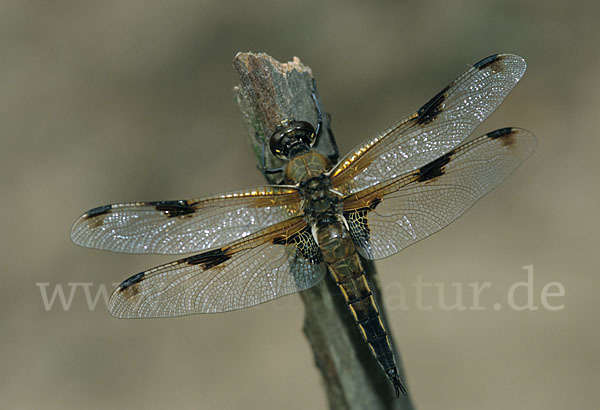 Vierfleck (Libellula quadrimaculata)