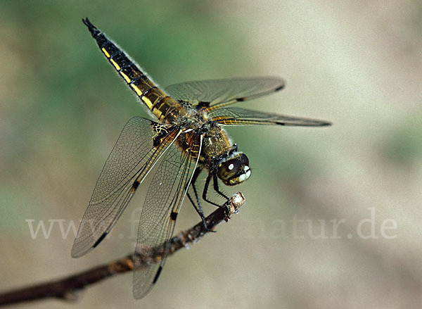 Vierfleck (Libellula quadrimaculata)