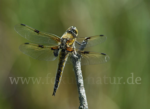 Vierfleck (Libellula quadrimaculata)