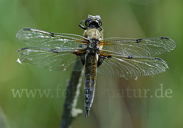 Vierfleck (Libellula quadrimaculata)