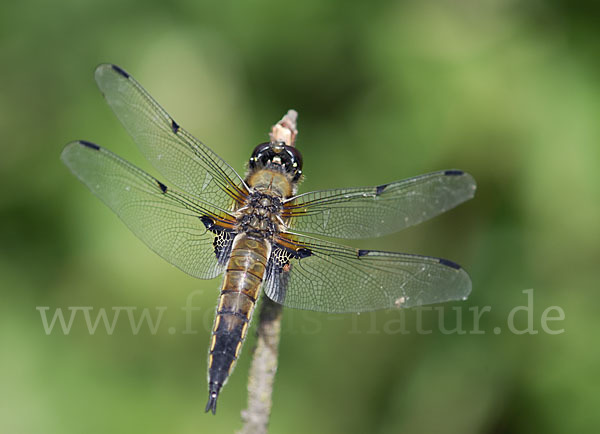 Vierfleck (Libellula quadrimaculata)