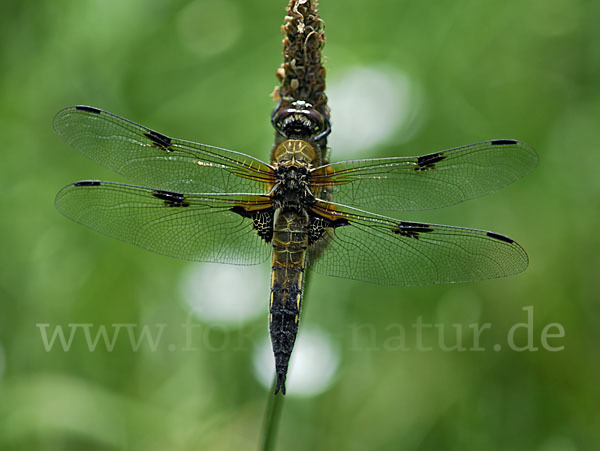 Vierfleck (Libellula quadrimaculata)