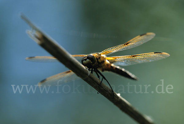 Vierfleck (Libellula quadrimaculata)