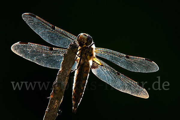 Vierfleck (Libellula quadrimaculata)