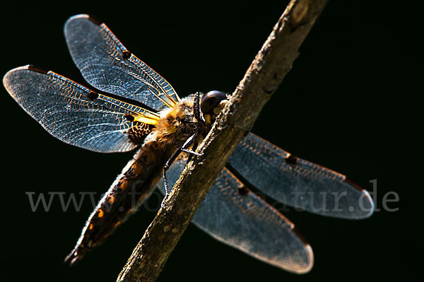 Vierfleck (Libellula quadrimaculata)