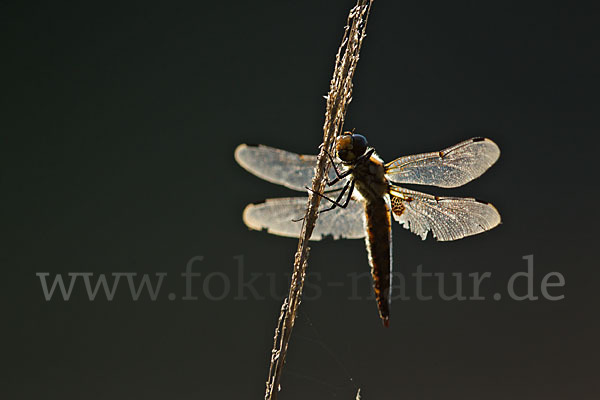 Vierfleck (Libellula quadrimaculata)