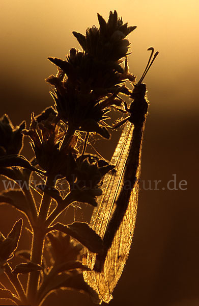 Vierfleckige Ameisenjungfer (Distoleon tetragrammicus)