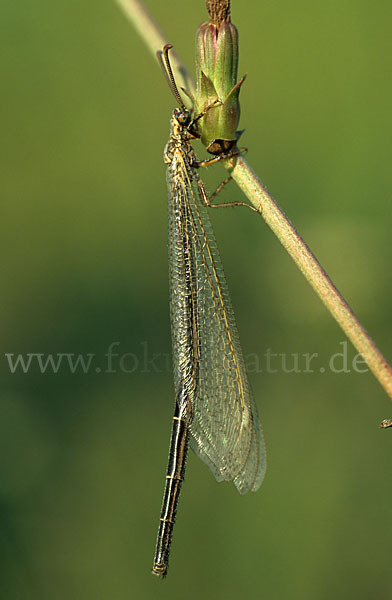 Vierfleckige Ameisenjungfer (Distoleon tetragrammicus)