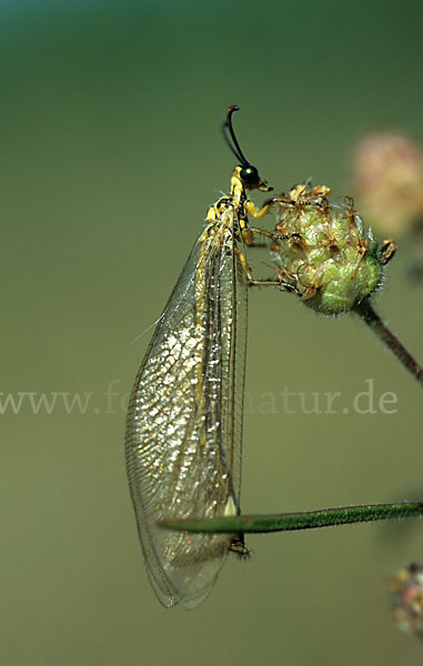 Vierfleckige Ameisenjungfer (Distoleon tetragrammicus)