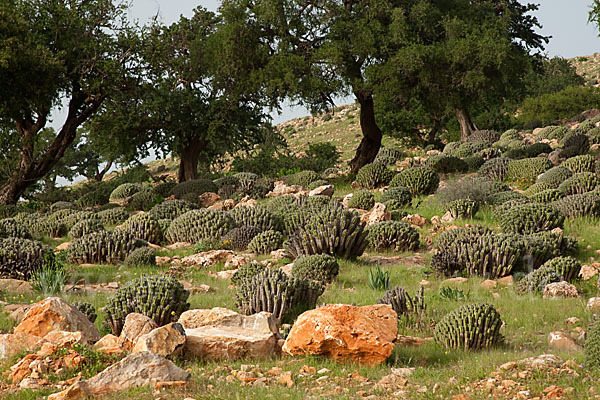 Vierkantige Euphorbie (Euphorbia echinus)